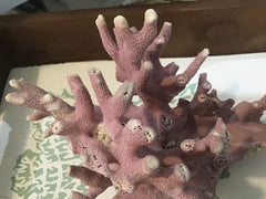 Rare Vintage Pink Coral- 6