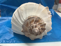 Large 11