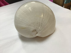 Giant Indian White Melon Volute Shell Super Large 5 6
