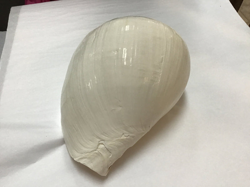 Giant Indian White Melon Volute Shell Super Large 5 6" Seashell Coastal Style Decorating Ocean Decor Succulent Planter Holder Display