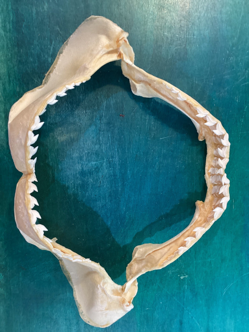Tiger Shark Jaw 12" Ocean Surf Real Authentic Teeth Nautical Dried Sea Life Marine Fish Taxidermy Pirate Decor Gifts Scientist