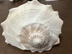 Medium Lightning Whelk Texas State Shell