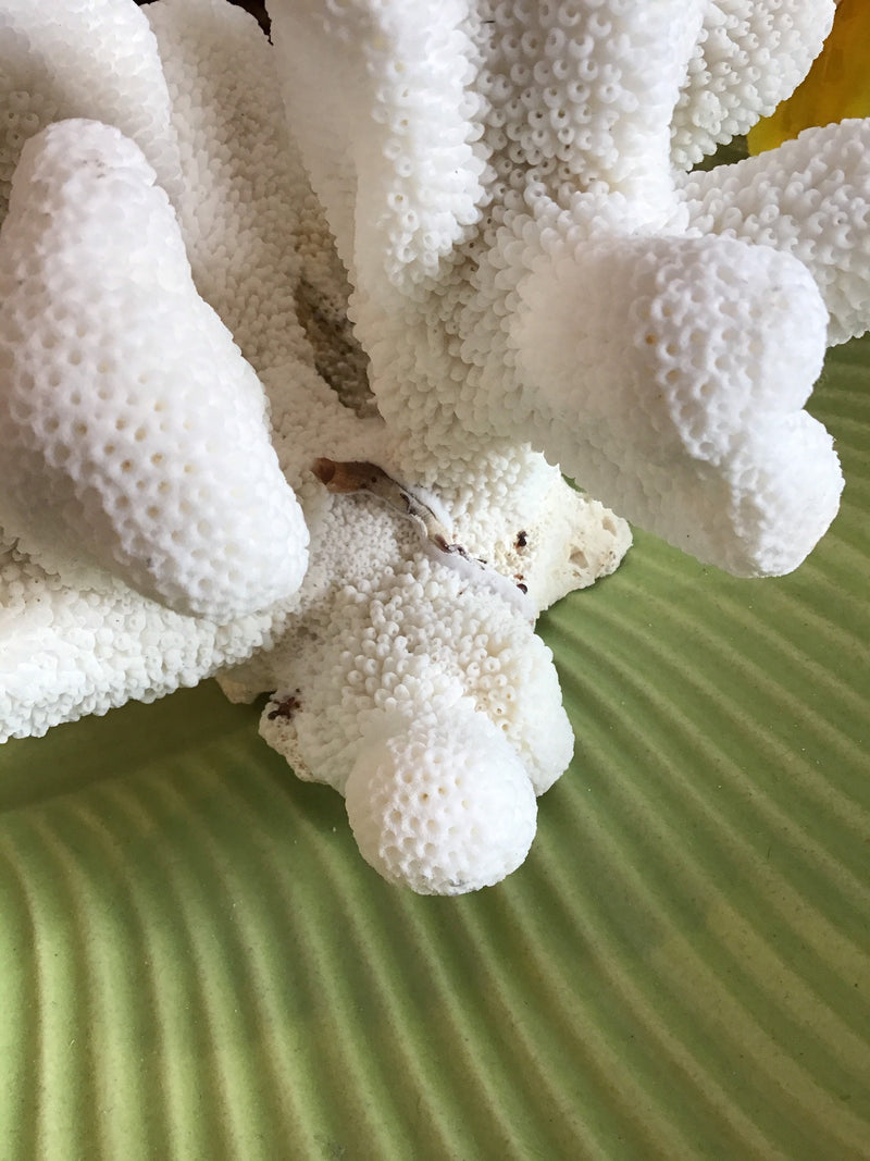 Vintage White Catspaw Coral- 8.5"