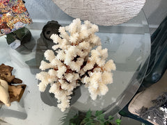 Vintage Brownstem Coral- 9