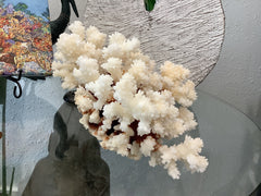 Vintage Brown Stem Coral- 9