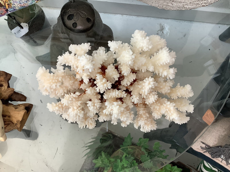 Vintage Brownstem Coral- 8.5"