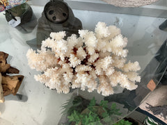Vintage Brownstem Coral- 8.5