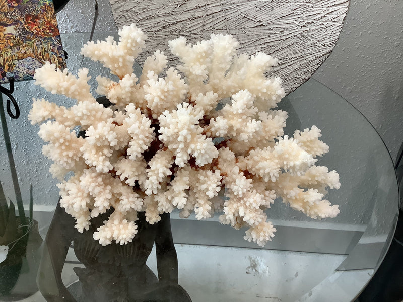 Vintage Brown Stem Coral- 8.5"