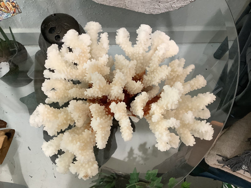 Vintage Brown Stem Coral- 9.25"