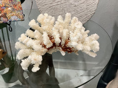 Vintage Brownstem Coral- 9.25