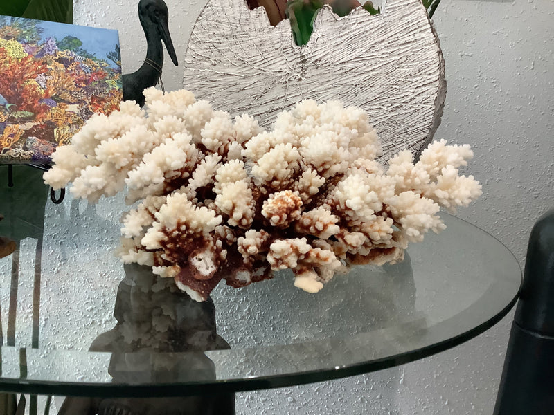 Vintage Brown Stem Coral- 10.5"