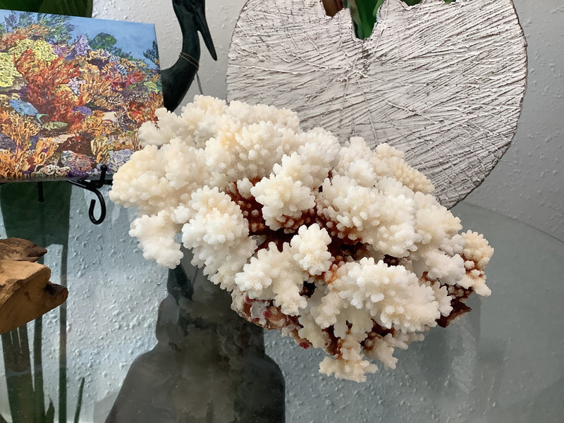 Vintage Brown Stem Coral- 10.5"