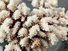 Vintage Brown Stem Coral- 10.5