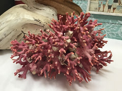 Pink Hydrocoral Coral - LCL650R4