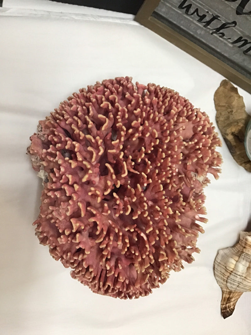 Super RARE Vintage Pink Hydrocoral Coral