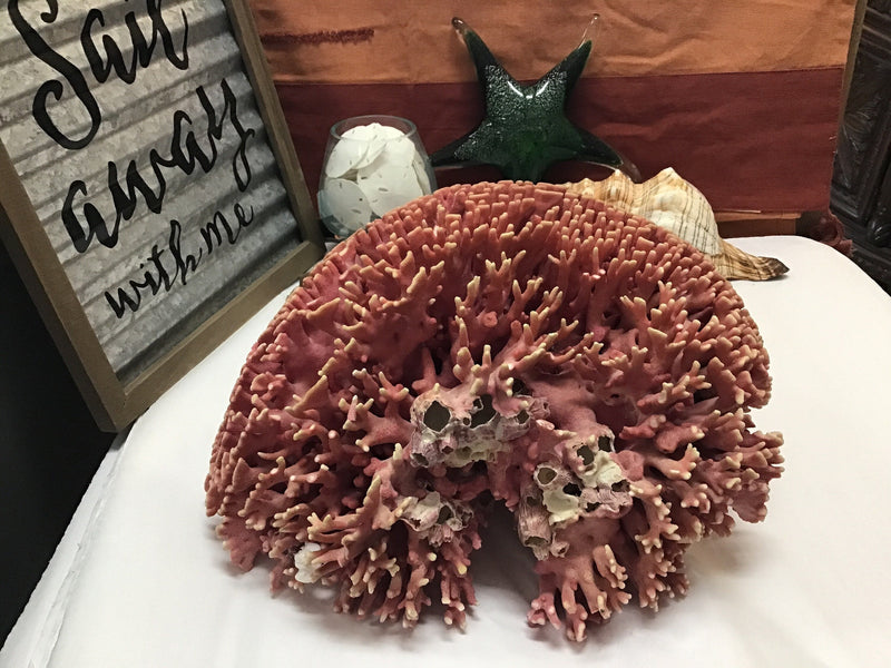 Super RARE Vintage Pink Hydrocoral Coral