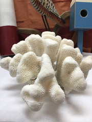 Vintage White Cauliflower Coral- 13
