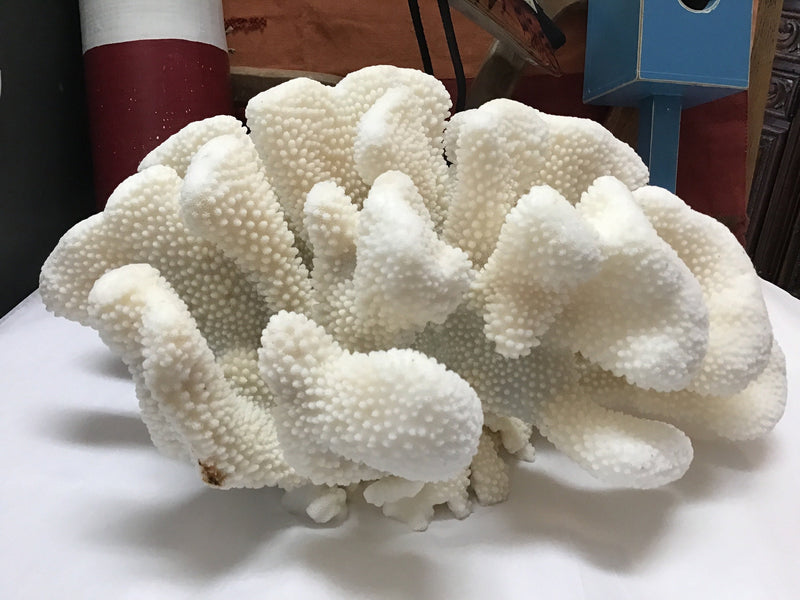 Vintage White Cauliflower Coral- 13"