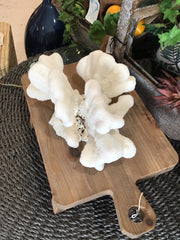Vintage White Catspaw Coral- 10.5