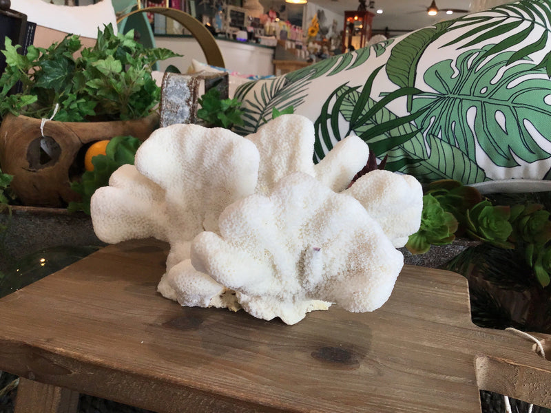 Vintage White Catspaw Coral- 10.5"