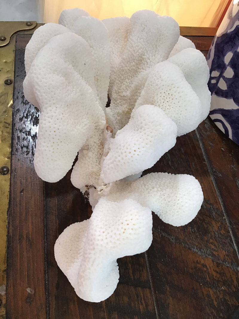 Vintage White Catspaw Coral- 10"