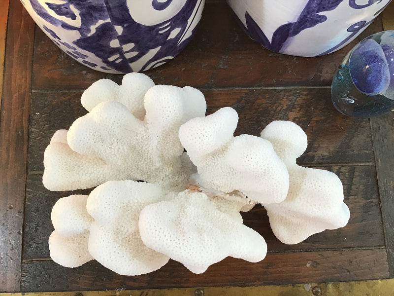 Vintage White Catspaw Coral- 10"