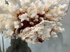 Vintage Brown Stem Coral- 8.5