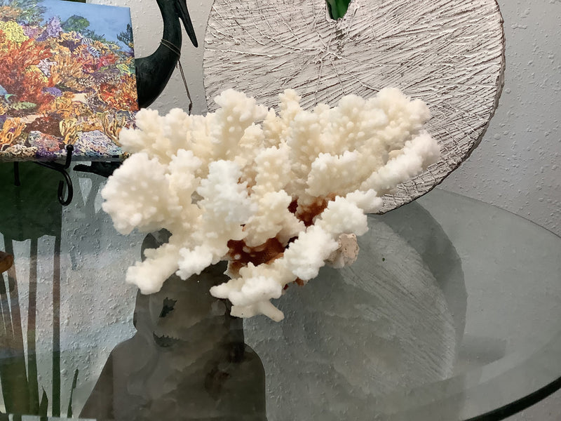Vintage Brown Stem Coral- 9.25"