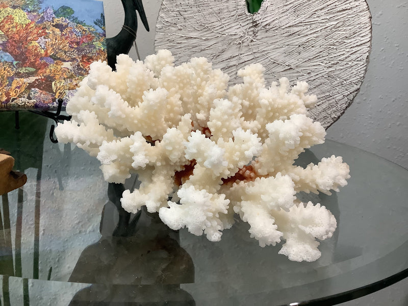 Vintage Brownstem Coral- 9.25"