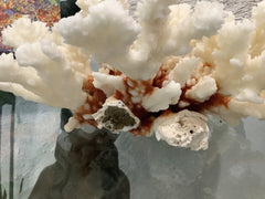 Vintage Brownstem Coral- 9.25