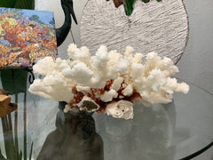 Vintage Brown Stem Coral- 9.25