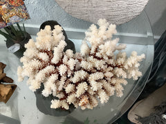 Vintage Brown Stem Coral- 10.5