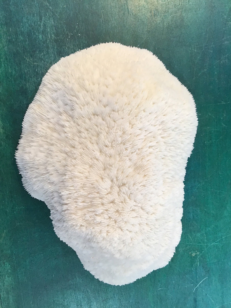 Vintage White Bowl Coral- 9.5"