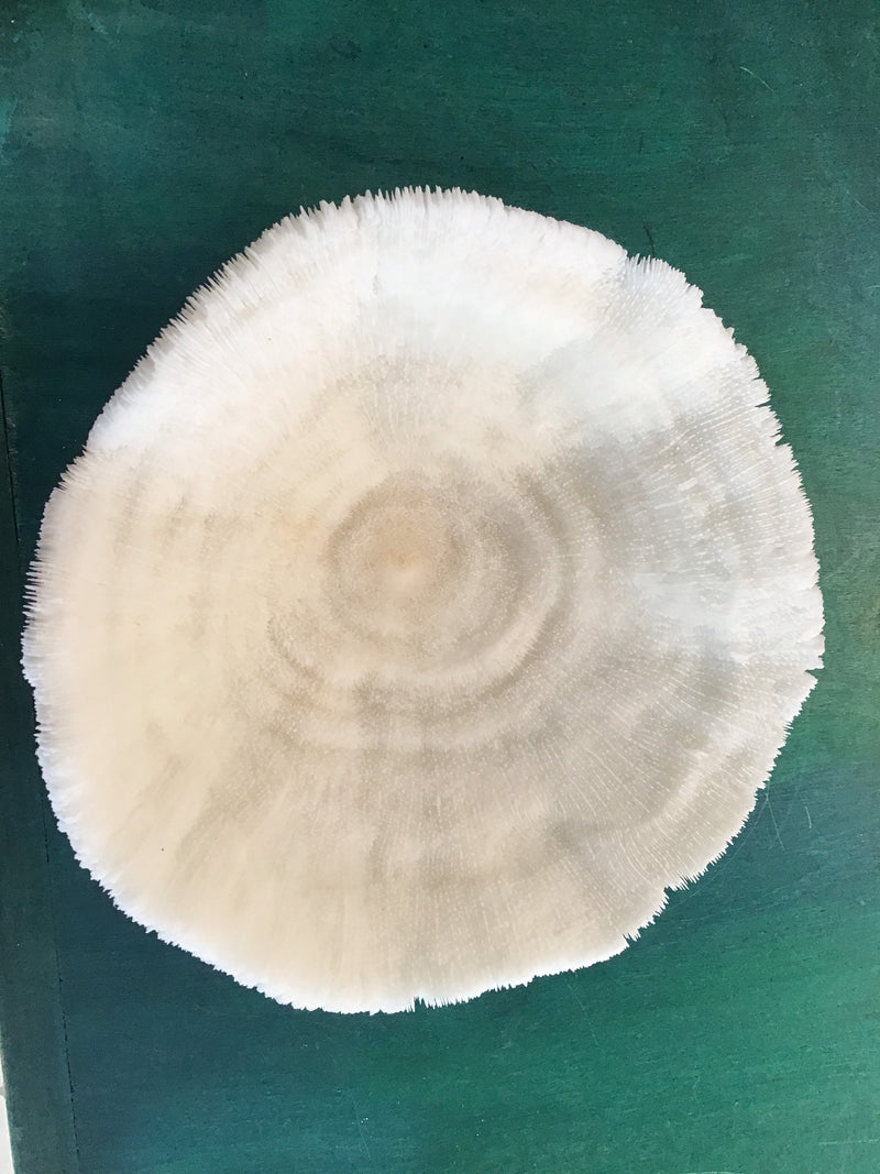 Vintage White Bowl Coral- 9"