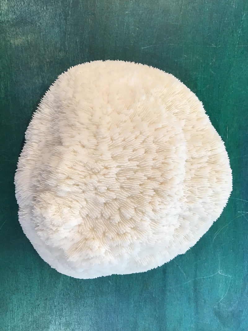 Vintage White Bowl Coral- 7.75"