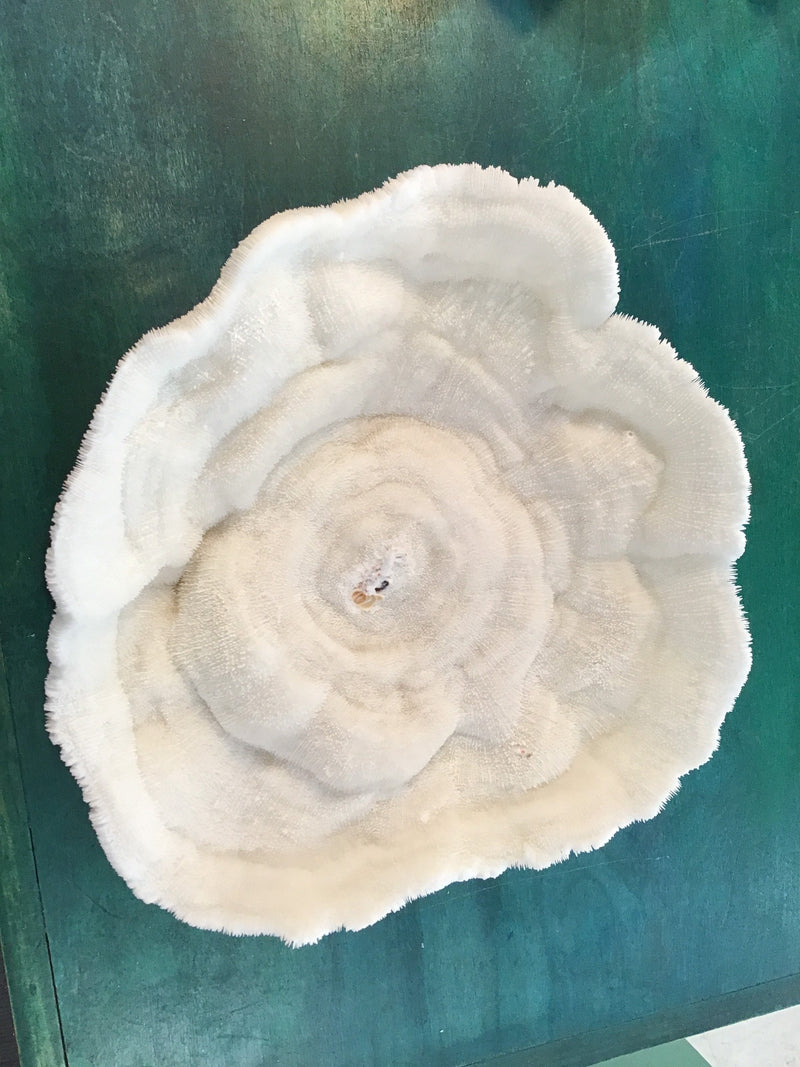Vintage White Bowl Coral- 13"
