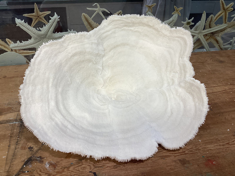 Vintage White Bowl Coral