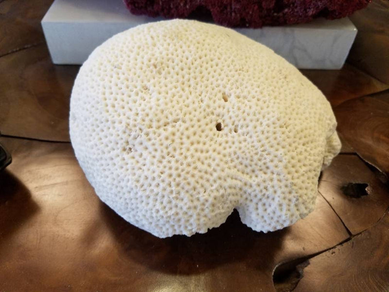 Authentic Vintage Brain Coral- 7"