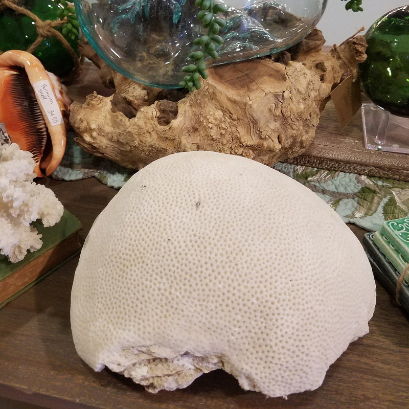 Extra Large Vintage Brain Coral- 9.5"