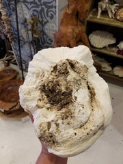 Extra Large Vintage Brain Coral- 9.5