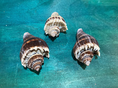 Vintage King Crown Conch Shells
