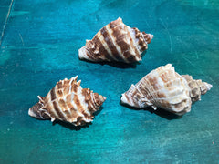 Vintage King Crown Conch Shells