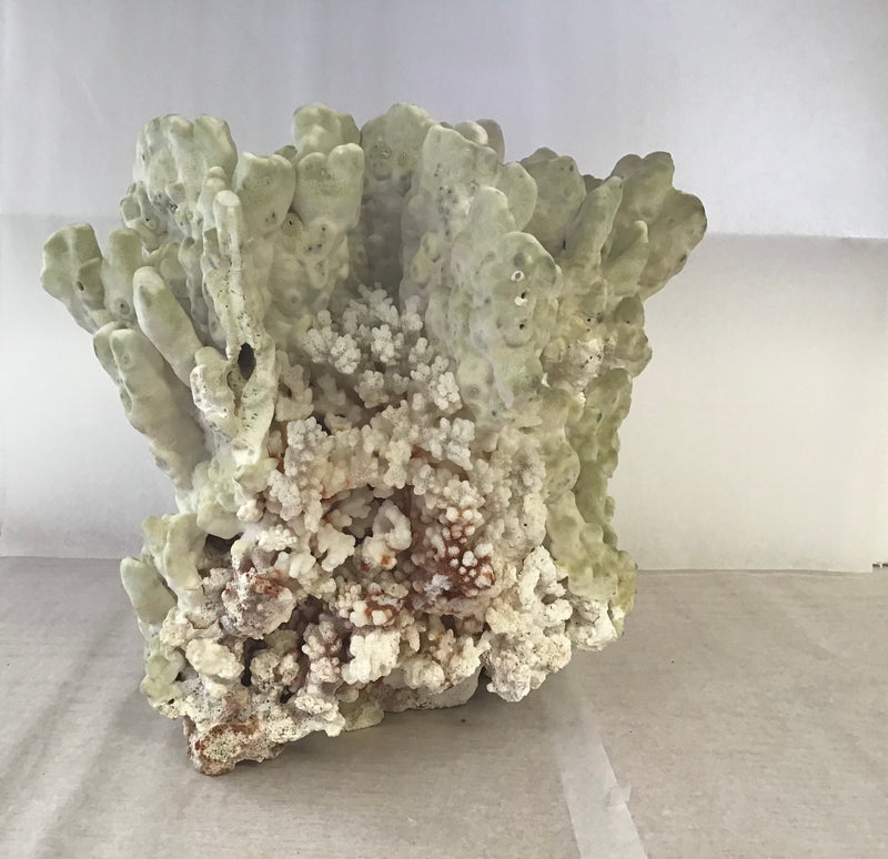 Vintage Fire Green Slab Coral- 9.5"