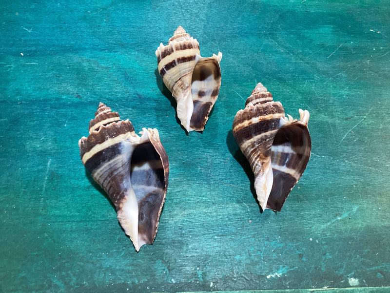 Vintage King Crown Conch Shells