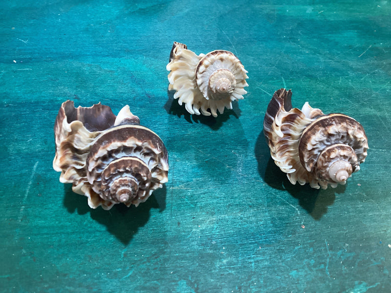 Vintage King Crown Conch Shells