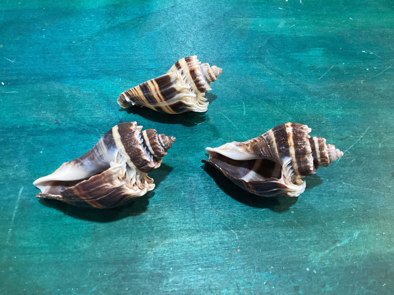 Vintage King Crown Conch Shells