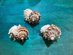 Vintage King Crown Conch Shells