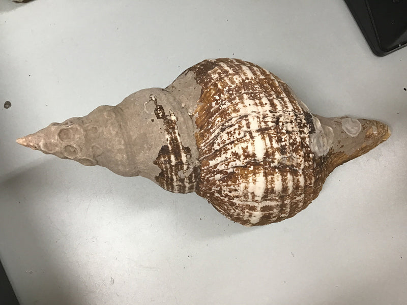 Vintage Horse Conch Shell