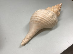 Vintage Horse Conch Shell