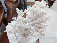 Vintage White Octopus Coral- 18